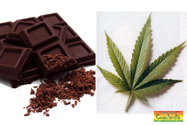 la marihuana y el chocolate
