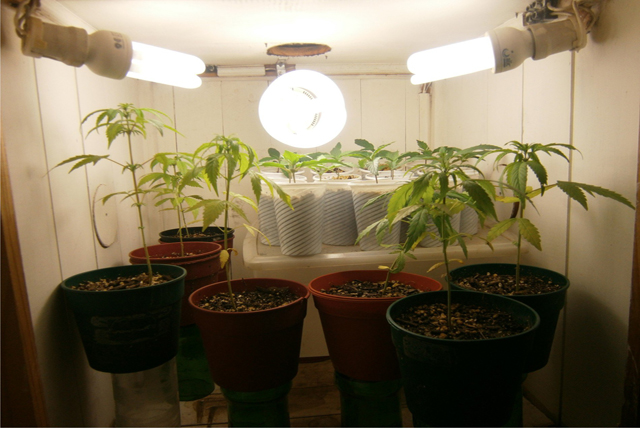 cultivar marihuana en interior