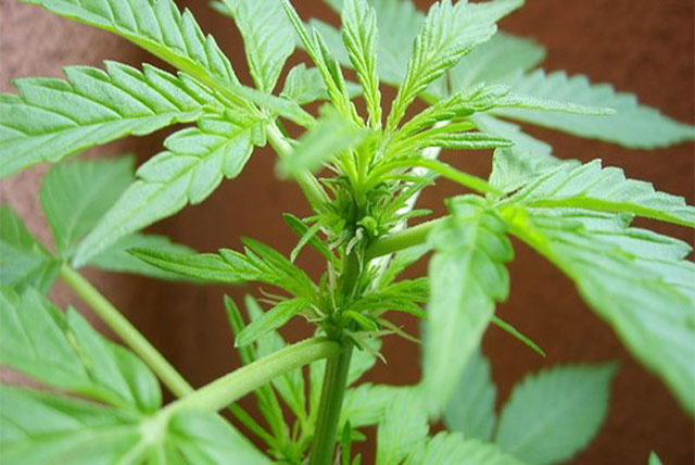 la floracion de las plantas de marihuana