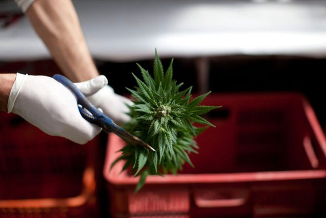 herramientas para cortar marihuana