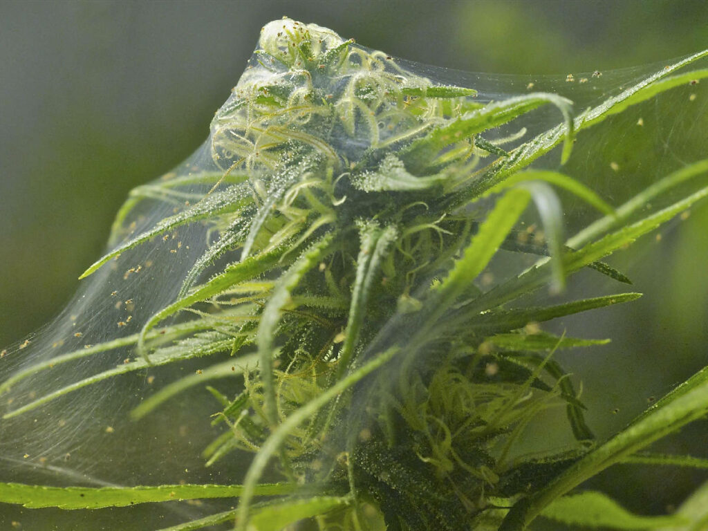 plagas en la marihuana