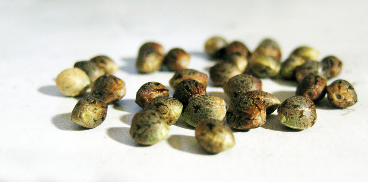 semillas de marihuana feminizadas baratas