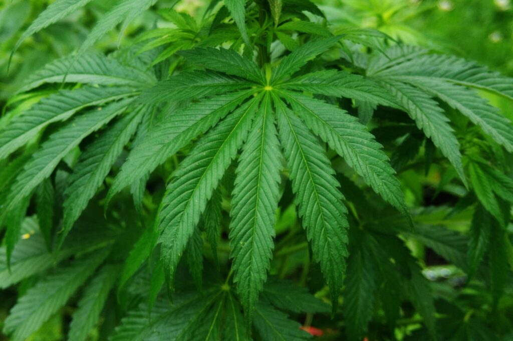 cultivar planta de marihuana