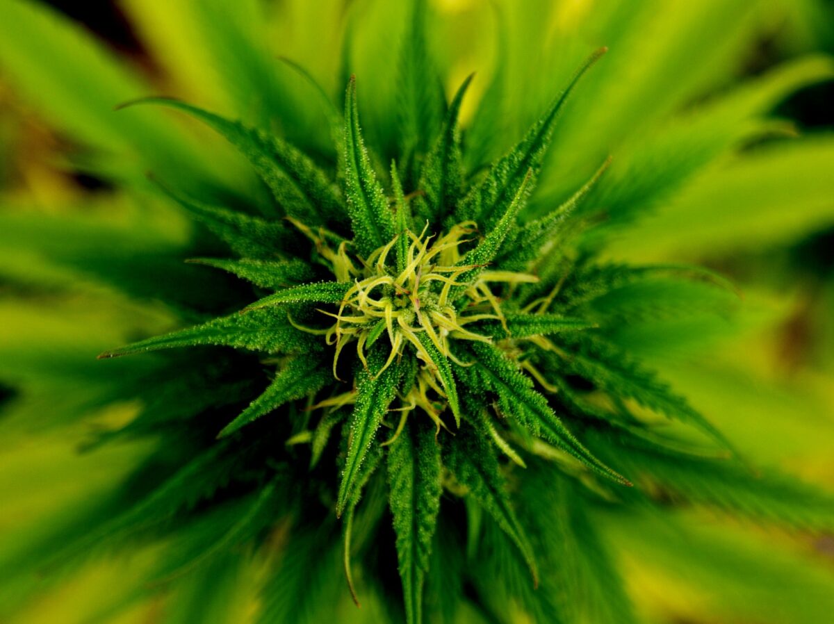 variedade3s de plantas de marihuana
