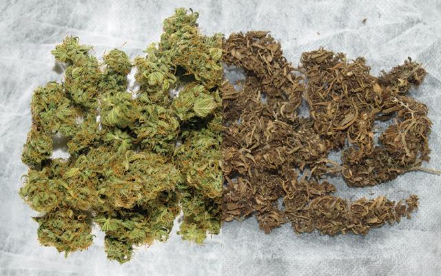 consejos para reconocer marihuana de calidad