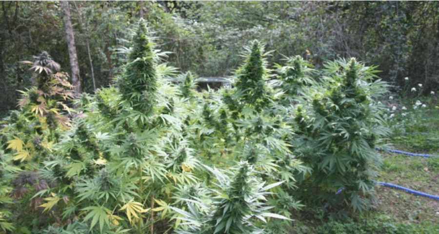 Esconder plantas de marihuana en exterior