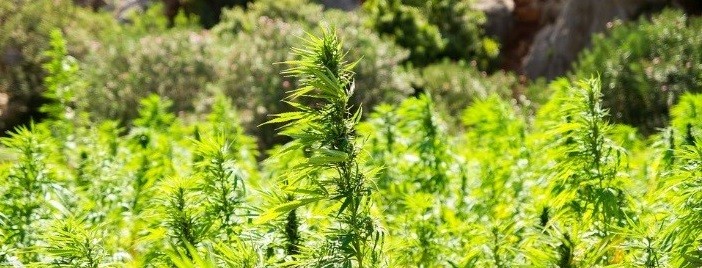 marihuana-weed-cannabis-growshop-regar-plantas-verano-smoke