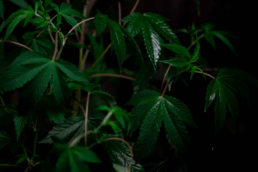 temperatura-y-humedad-marihuana-(1)
