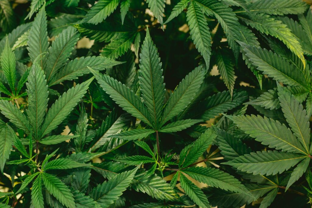 cuanto tarda en crecer la planta de marihuana