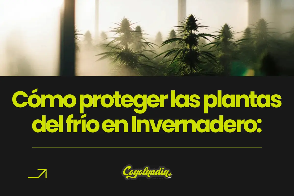 Plantas de cannabis en invernadero protegidas del frío con ambiente controlado y vapor de humedad