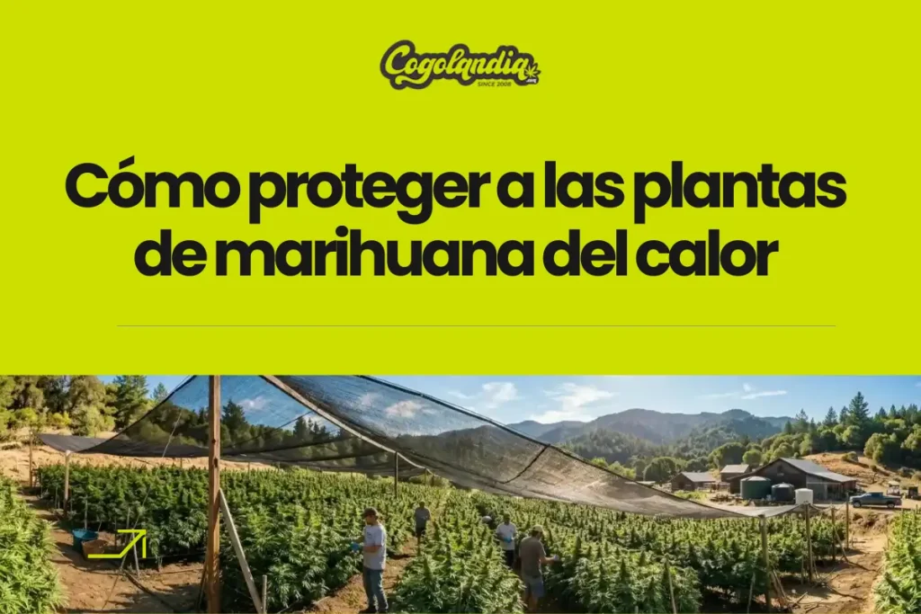 Cómo proteger a las plantas de marihuana del calor