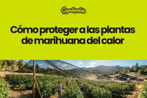 Cómo proteger a las plantas de marihuana del calor