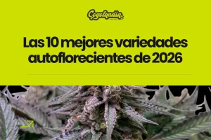 Mejores variedades de semillas de marihuana autoflorecientes
