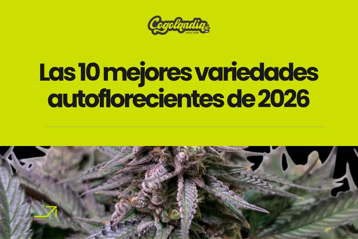 Mejores variedades de semillas de marihuana autoflorecientes