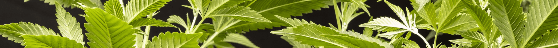 Ozonizadores para cultivo interior de marihuana