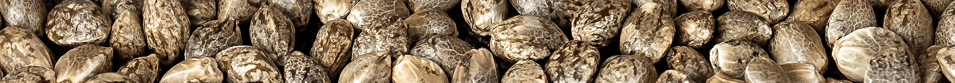 Kannabia Seeds