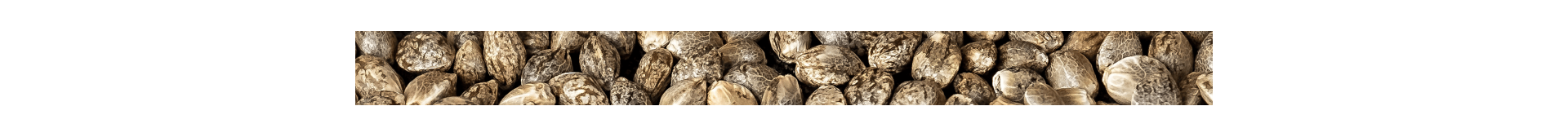 Grand Cru Genetics Autoflorecientes