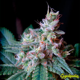 Cream Caramel F1 FV - Sweet Seeds