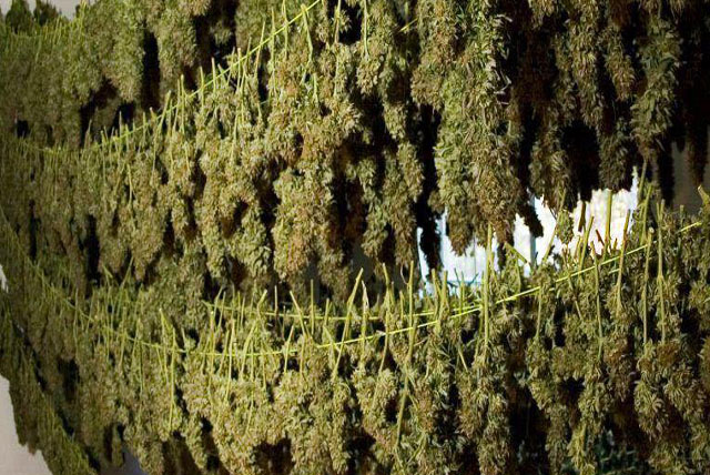 Usine de cannabis de Californie - Dinafem 4